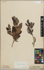 Foto von Salix lapponum L. x Salix silesiaca Willd.